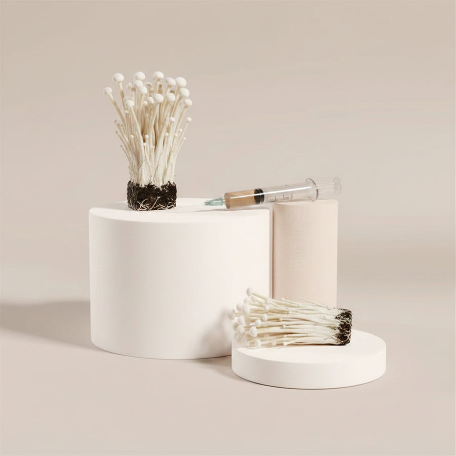 Enoki Liquid Culture