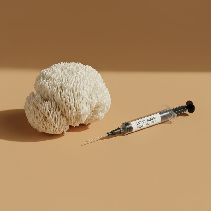 Lion's Mane Liquid Culture